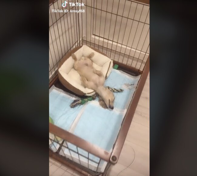 ダックスフンド,動画