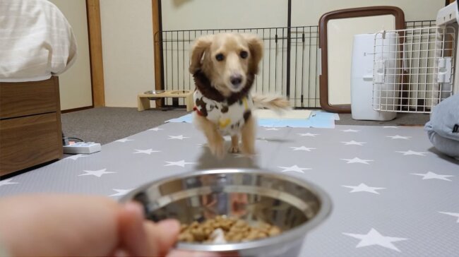 ダックスフンド,動画