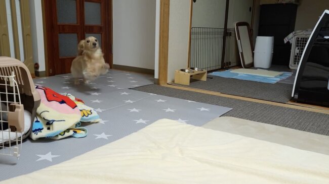 ダックスフンド,動画