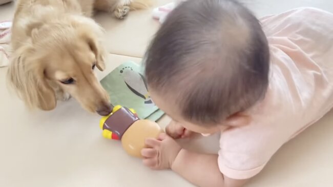 ダックスフンド,動画