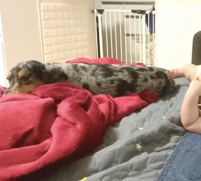 ダックスフンド,動画