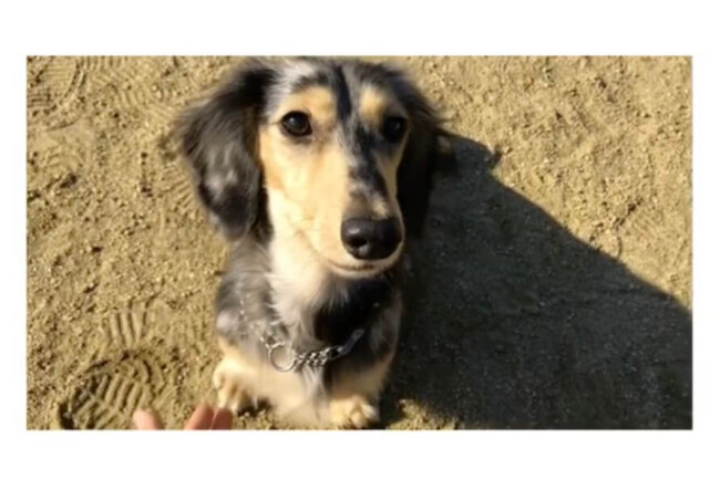 ダックスフンド,動画