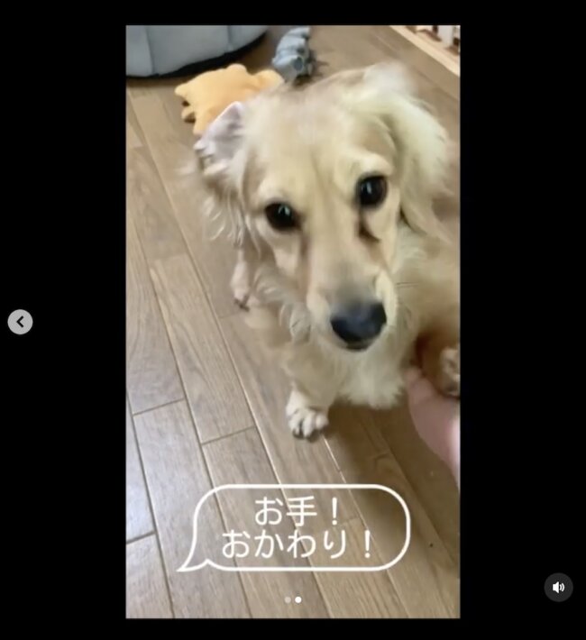 ダックスフンド,動画