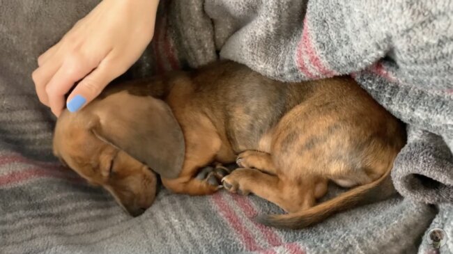 ダックスフンド,動画