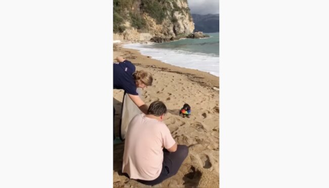 ダックスフンド,動画