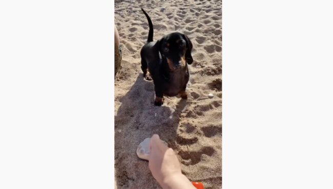 ダックスフンド,動画