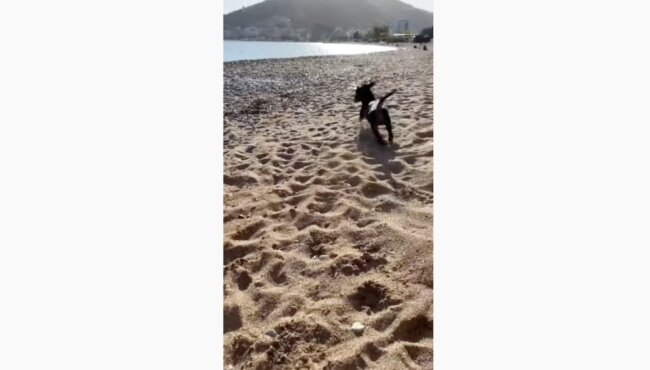 ダックスフンド,動画