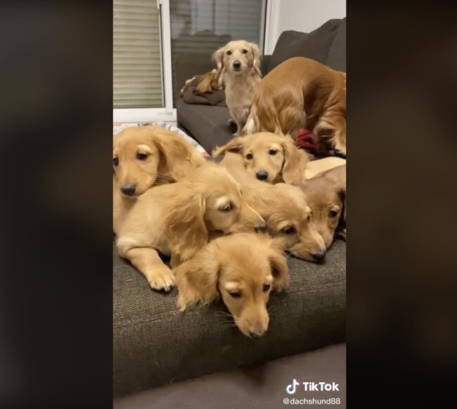 ダックスフンド,動画