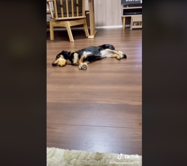 ダックスフンド,動画