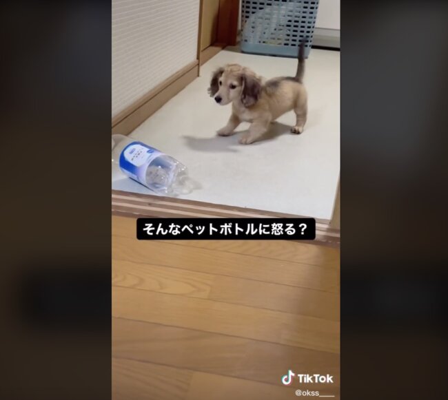 ダックスフンド,動画