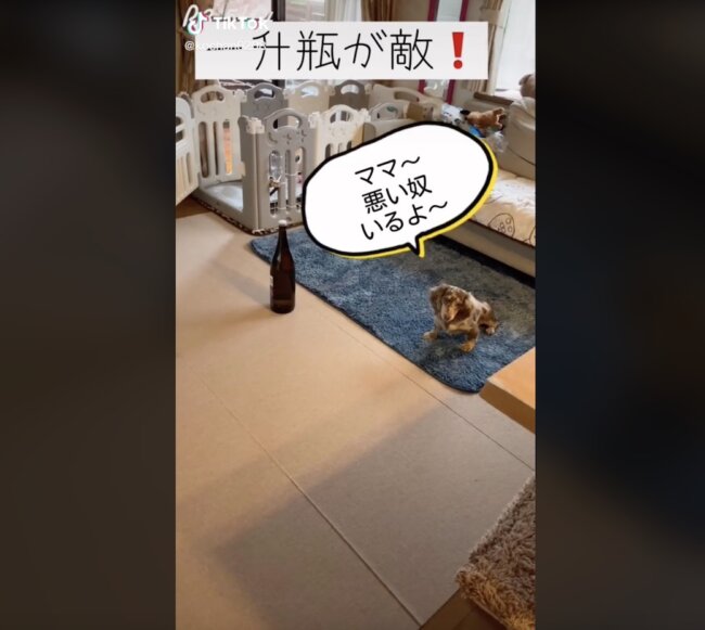 ダックスフンド,動画