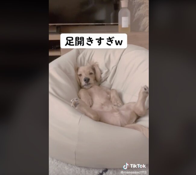 ダックスフンド,動画