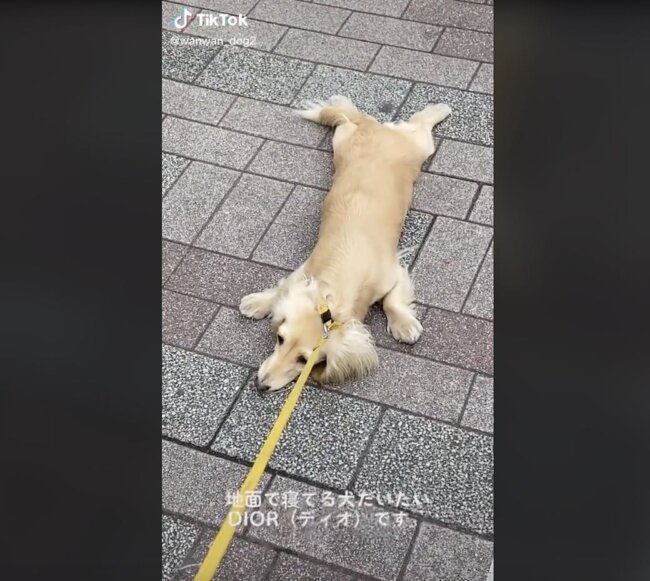 ダックスフンド,動画