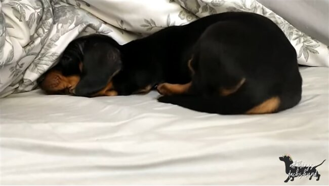 ダックスフンド,動画