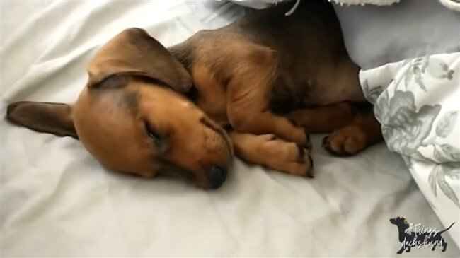 ダックスフンド,動画