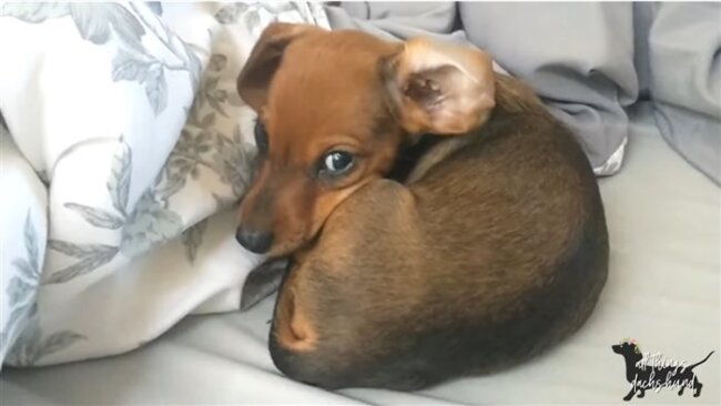 ダックスフンド,動画