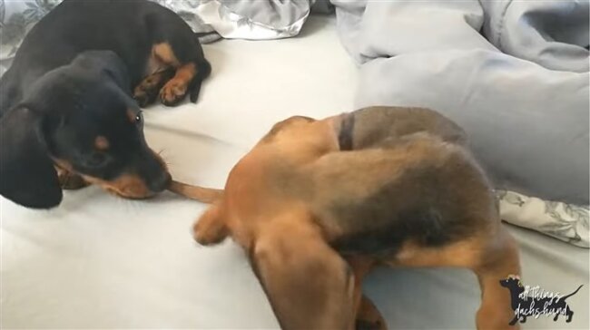 ダックスフンド,動画