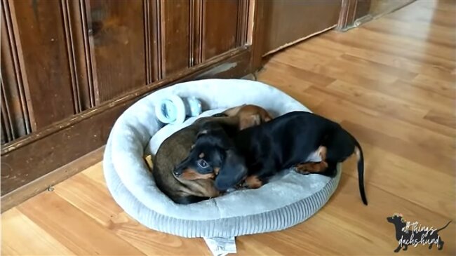 ダックスフンド,動画