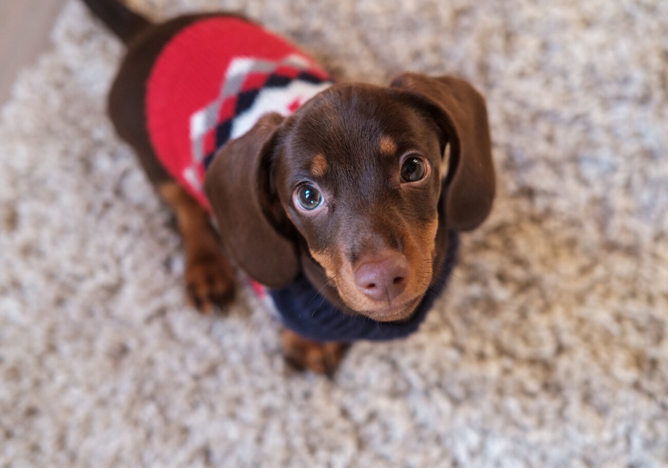 ダックスフンドライフ,ドッグライフコート