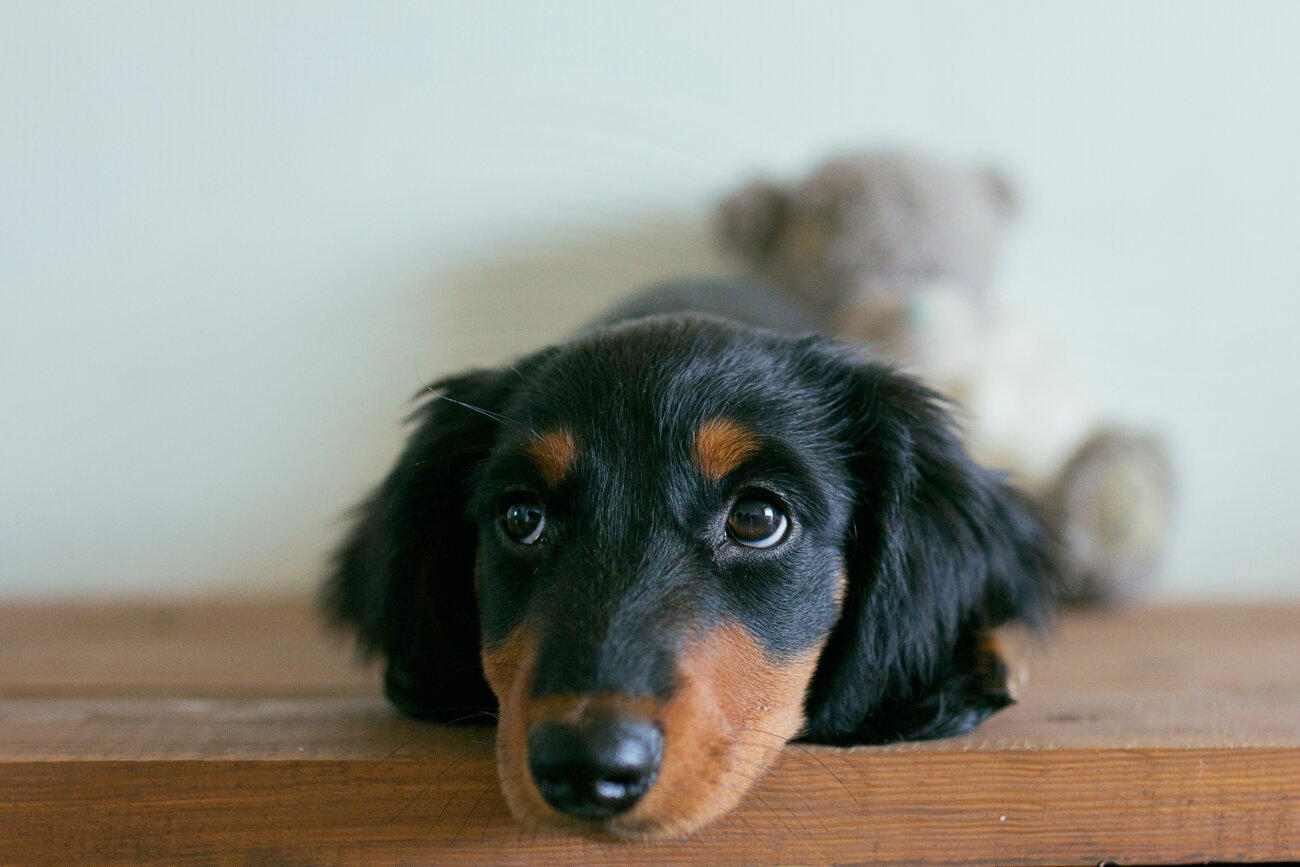 ダックスフンド,見守りカメラ,switchbot