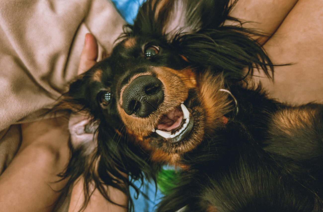 ダックスフンド,見守りカメラ,switchbot