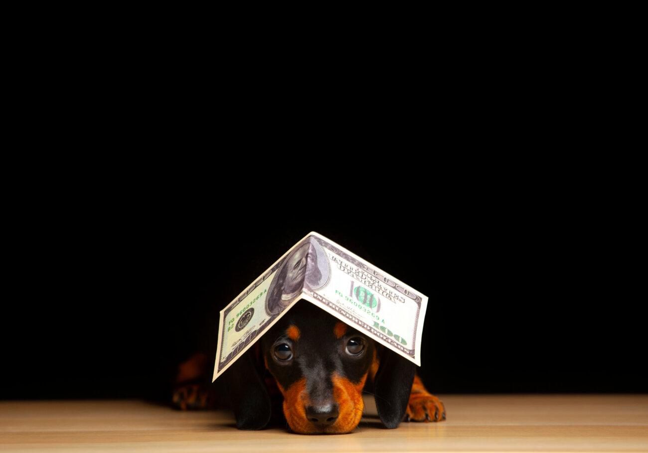 ダックスフンドライフ,ドッグライフコート