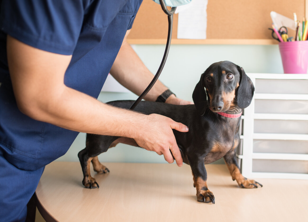 ダックスフンドライフ,ドッグライフコート