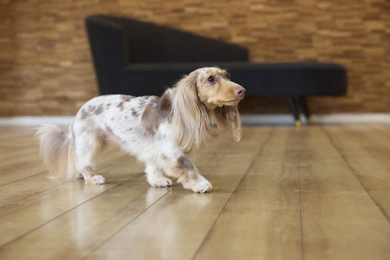 ダックスフンドライフ,ドッグライフコート