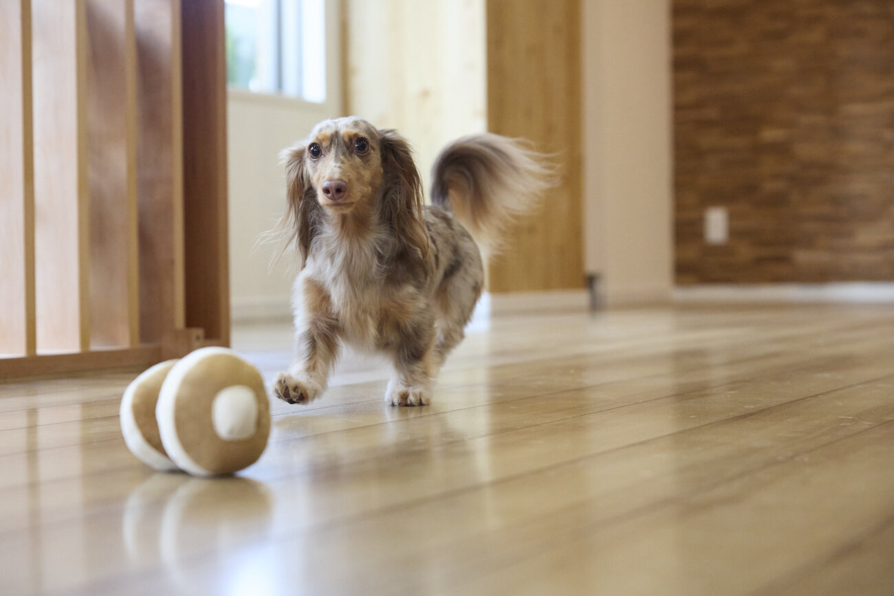 ダックスフンドライフ,ドッグライフコート