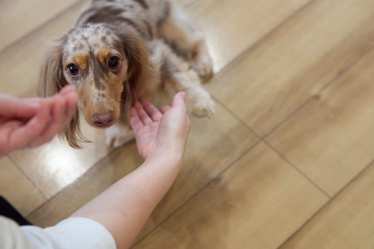 ダックスフンドライフ,ドッグライフコート