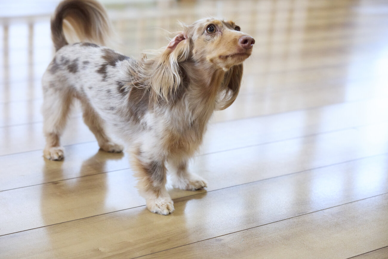 ダックスフンドライフ,ドッグライフコート
