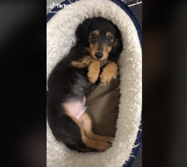 ダックスフンド,動画