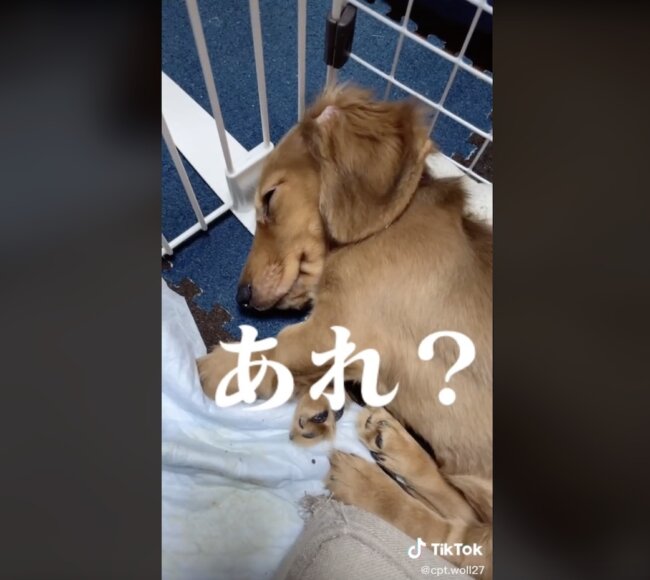 ダックスフンド,動画