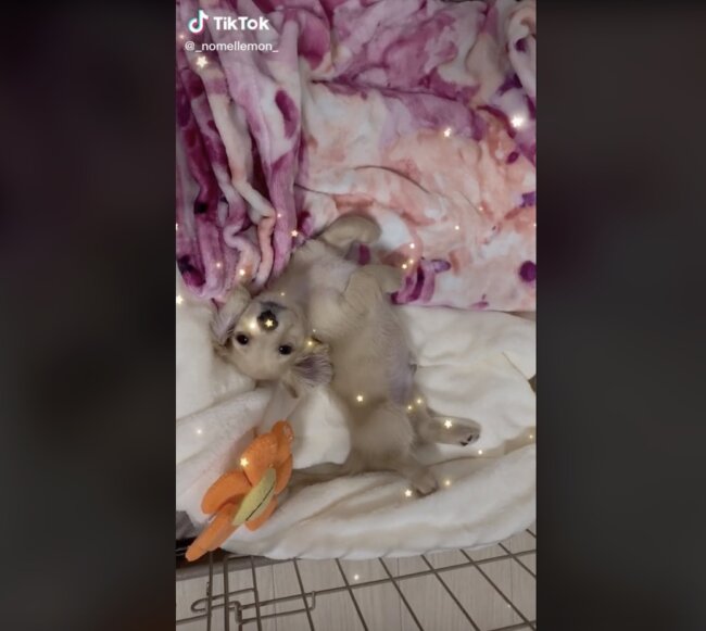 ダックスフンド,動画