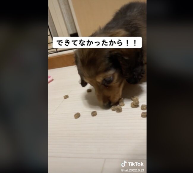 ダックスフンド,動画