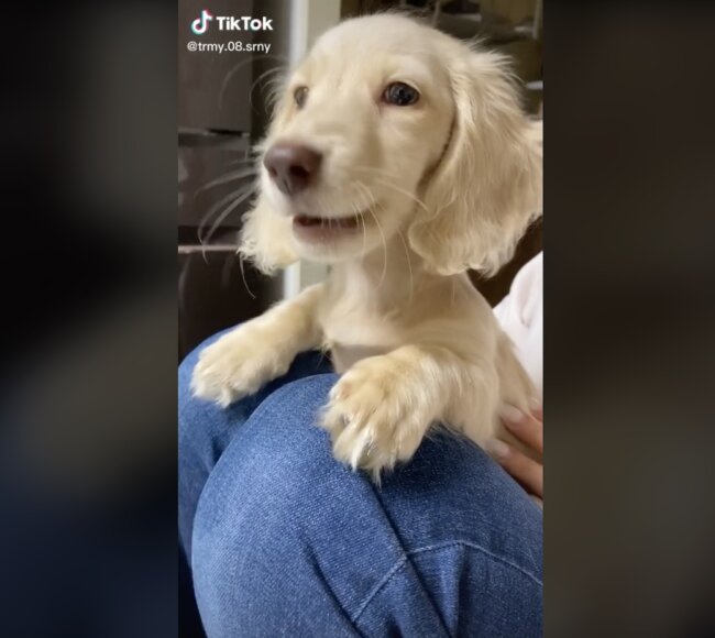 ダックスフンド,動画