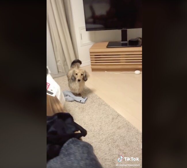 ダックスフンド,動画