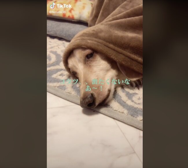 ダックスフンド,動画