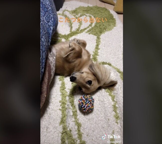 ダックスフンド,動画