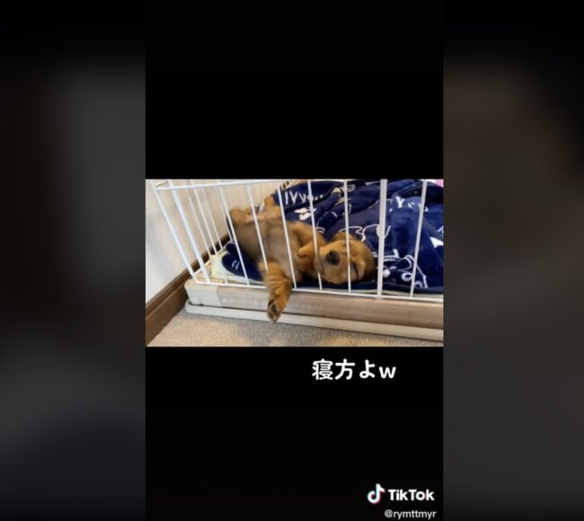 ダックスフンド,動画