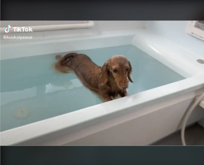 ダックスフンド,動画