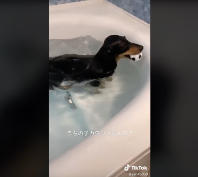 ダックスフンド,動画