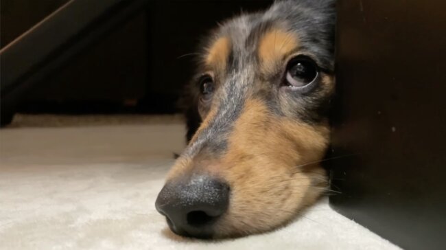 ダックスフンド,動画