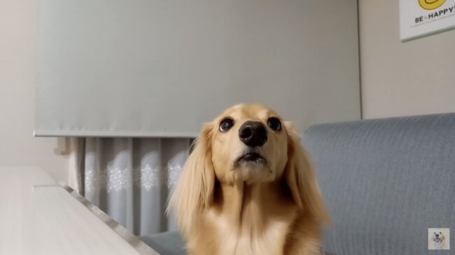 ダックスフンド,動画