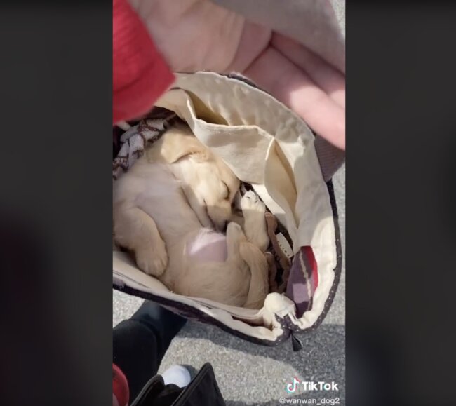 ダックスフンド,動画