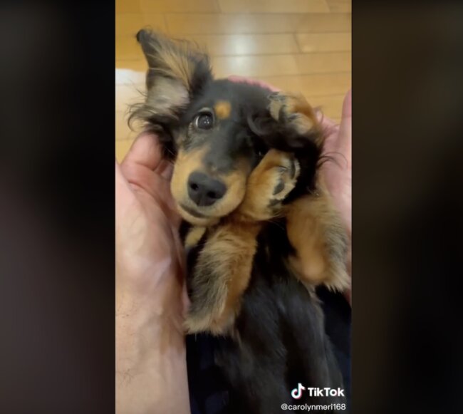 ダックスフンド,動画