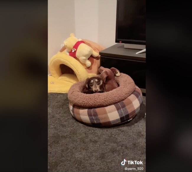 ダックスフンド,動画