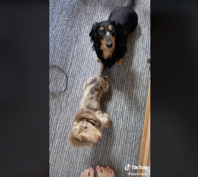 ダックスフンド,動画