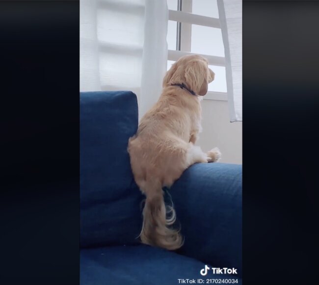 ダックスフンド,動画