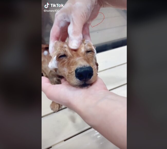 ダックスフンド,動画